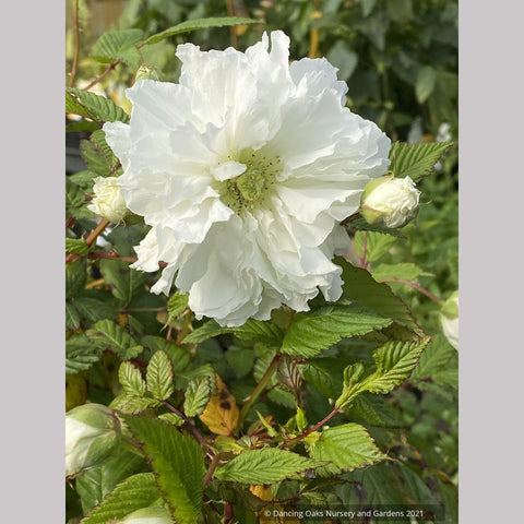  ~ Rubus rosifolius var. coronarius, Double Roseleaf Raspberry ~ Dancing Oaks Nursery and Gardens ~ Retail Nursery ~ Mail Order Nursery