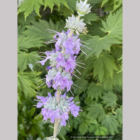  ~ Salvia apiana x clevelandii 'Vicki Romo', White Sage ~ Dancing Oaks Nursery and Gardens ~ Retail Nursery ~ Mail Order Nursery