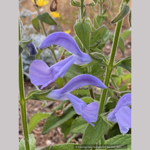  ~ Salvia patens 'Lavender Lady', Gentian Sage ~ Dancing Oaks Nursery and Gardens ~ Retail Nursery ~ Mail Order Nursery