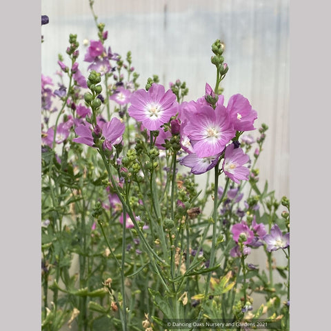  ~ Sidalcea oregana, Oregon Checker Mallow ~ Dancing Oaks Nursery and Gardens ~ Retail Nursery ~ Mail Order Nursery