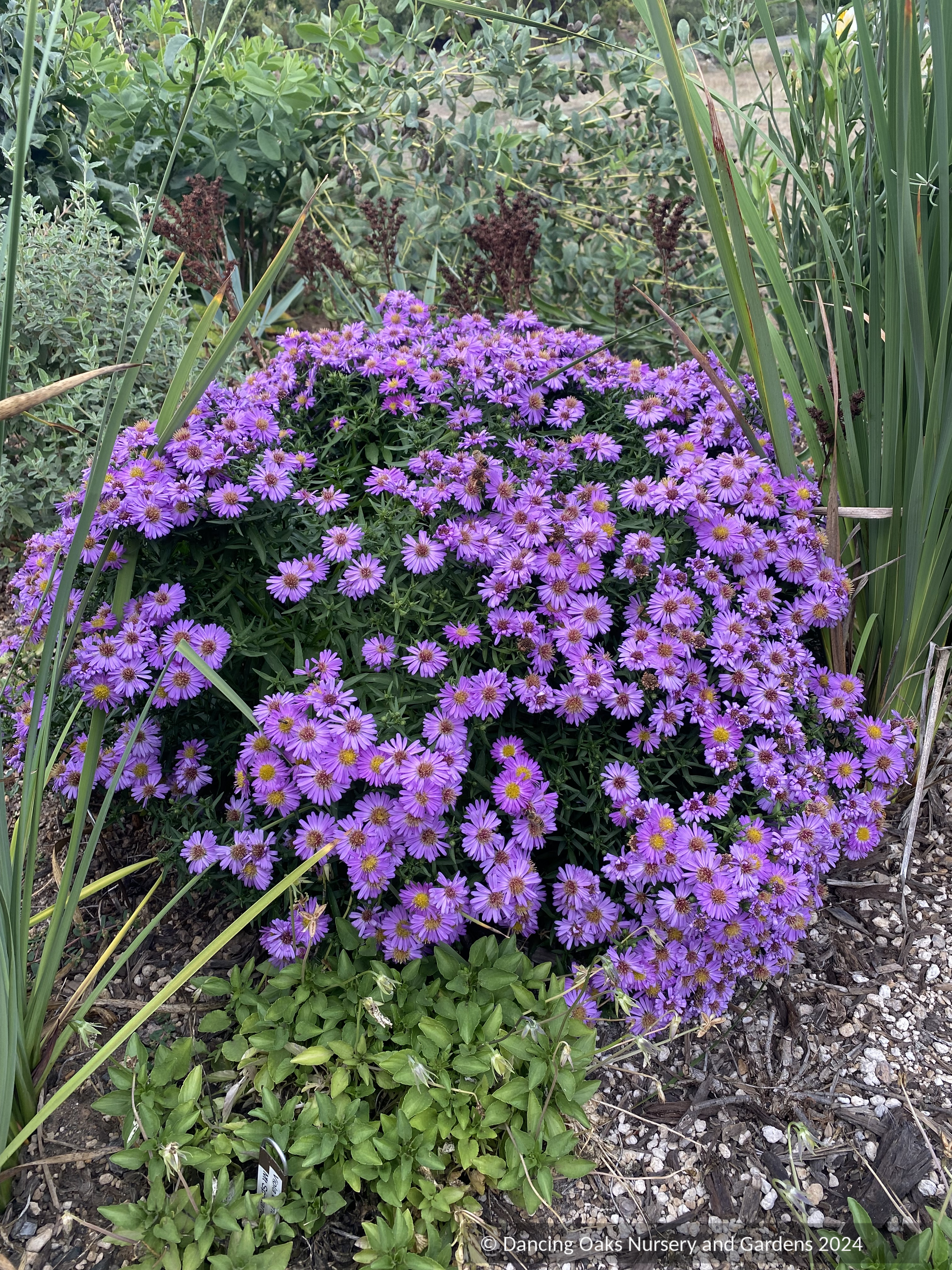 Symphyotrichum novi-belgii 'Alice Haslam' (syn. Aster), Aster