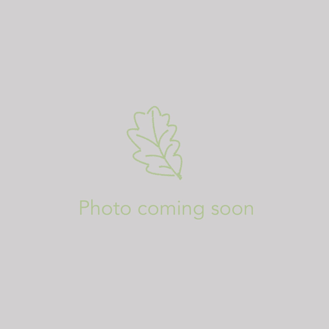  ~ Begonia fusca ~ Dancing Oaks Nursery and Gardens ~ Retail Nursery ~ Mail Order Nursery