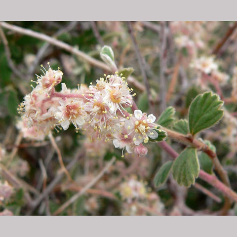  ~ Holodiscus microphyllus, Small-leaf Mountain Cream Bush ~ Dancing Oaks Nursery and Gardens ~ Retail Nursery ~ Mail Order Nursery