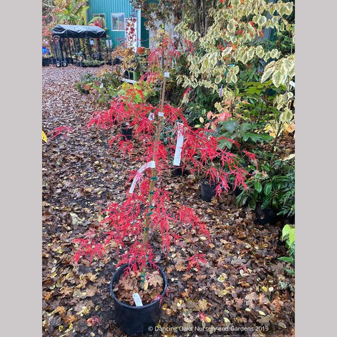 Acer palmatum 'Hana Matoi', Dissected Japanese Maple – Dancing Oaks Nursery and Gardens