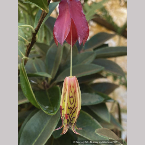  ~ Agapetes species AP2018-96 ~ Dancing Oaks Nursery and Gardens ~ Retail Nursery ~ Mail Order Nursery