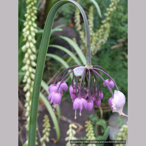  ~ Allium cernuum, Nodding Onion ~ Dancing Oaks Nursery and Gardens ~ Retail Nursery ~ Mail Order Nursery