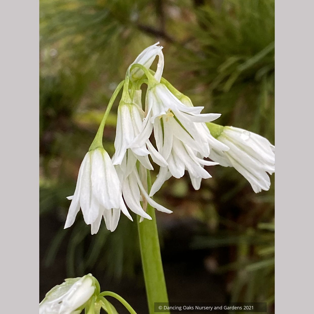 Allium triquetrum, Three-Cornered Leek – Dancing Oaks Nursery and Gardens