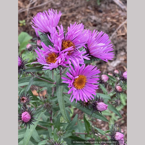  ~ Symphyotrichum (syn. Aster) novae-angliae 'Betel Nut', New England Aster ~ Dancing Oaks Nursery and Gardens ~ Retail Nursery ~ Mail Order Nursery