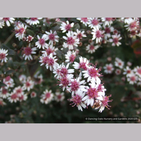  ~ Aster lateriflorus (syn. Symphyotrichum lateriflorum) 'Prince' ~ Dancing Oaks Nursery and Gardens ~ Retail Nursery ~ Mail Order Nursery