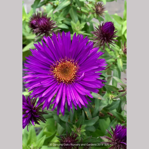  ~ Aster (syn. Symphyotrichum) novae-angliae 'Purple Dome', New England Aster ~ Dancing Oaks Nursery and Gardens ~ Retail Nursery ~ Mail Order Nursery