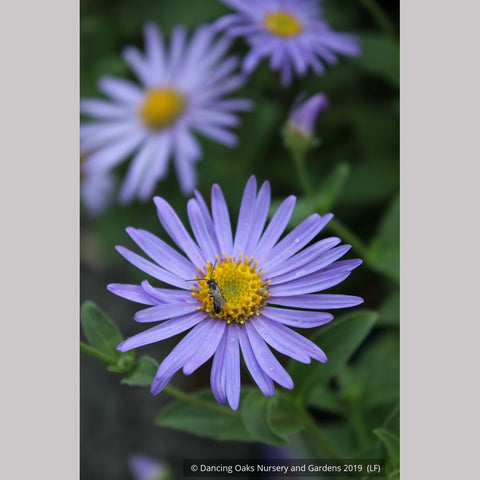  ~ Aster x frikartii 'Mönch' ('Monch'), Frikart's aster ~ Dancing Oaks Nursery and Gardens ~ Retail Nursery ~ Mail Order Nursery