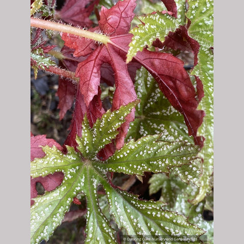  ~ Begonia hemsleyana 'Chandler's Hardy Silver', Chandler's Begonia ~ Dancing Oaks Nursery and Gardens ~ Retail Nursery ~ Mail Order Nursery