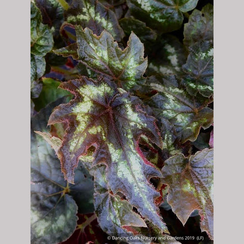  ~ Begonia aff. palmata DJHM 13008, Myanmar Hardy Begonia ~ Dancing Oaks Nursery and Gardens ~ Retail Nursery ~ Mail Order Nursery