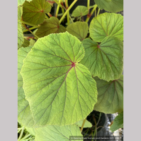  ~ Begonia grandis, Hardy Begonia ~ Dancing Oaks Nursery and Gardens ~ Retail Nursery ~ Mail Order Nursery