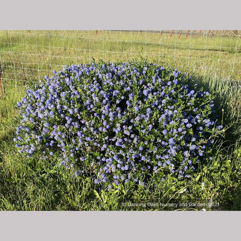  ~ Ceanothus  'Skylark' (syn. 'Victoria'), California Lilac ~ Dancing Oaks Nursery and Gardens ~ Retail Nursery ~ Mail Order Nursery