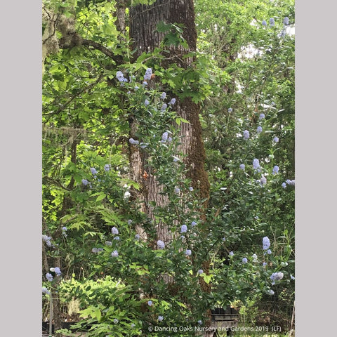  ~ Ceanothus thyrsiflorus 'Rogue Sky', California Lilac ~ Dancing Oaks Nursery and Gardens ~ Retail Nursery ~ Mail Order Nursery