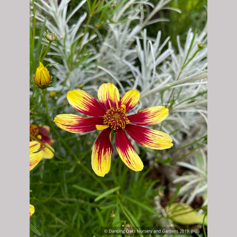  ~ Coreopsis Honeybunch™ 'Red & Gold', Tickseed ~ Dancing Oaks Nursery and Gardens ~ Retail Nursery ~ Mail Order Nursery