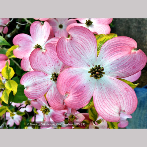  ~ Cornus florida 'Cherokee Sunset', Variegated Dogwood, No shipping FL ~ Dancing Oaks Nursery and Gardens ~ Retail Nursery ~ Mail Order Nursery