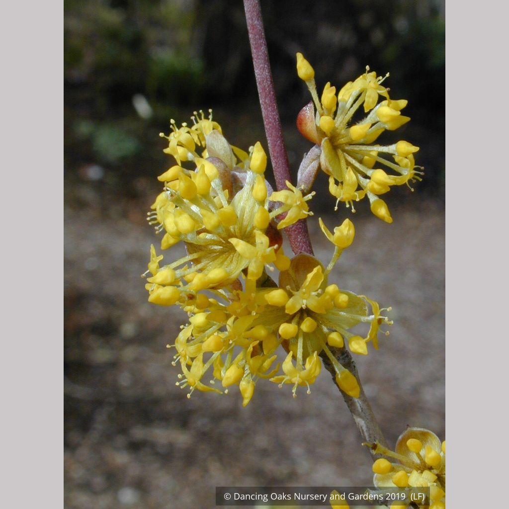 cornus mas gold