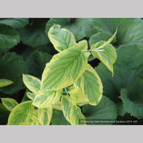  ~ Cornus sericea 'Hedgerow's Gold', Variegated Red Twig Dogwood ~ Dancing Oaks Nursery and Gardens ~ Retail Nursery ~ Mail Order Nursery