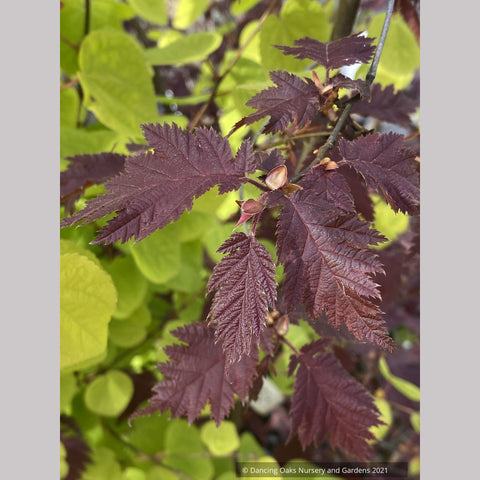 ~ Corylus avellana 'Burgundy Lace' PP28216, Burgundy Lace European Filbert ~ Dancing Oaks Nursery and Gardens ~ Retail Nursery ~ Mail Order Nursery