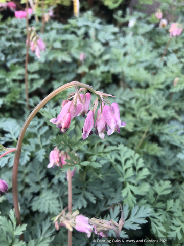  ~ Dicentra formosa 'Spring Magic', Bleeding Heart ~ Dancing Oaks Nursery and Gardens ~ Retail Nursery ~ Mail Order Nursery