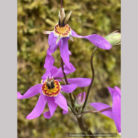  ~ Dodecatheon meadia 'Queen Victoria', Shooting Star ~ Dancing Oaks Nursery and Gardens ~ Retail Nursery ~ Mail Order Nursery