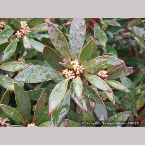  ~ Tasmannia lanceolata (syn. Drimys lanceolata), Tasmanian Pepper Bush ~ Dancing Oaks Nursery and Gardens ~ Retail Nursery ~ Mail Order Nursery