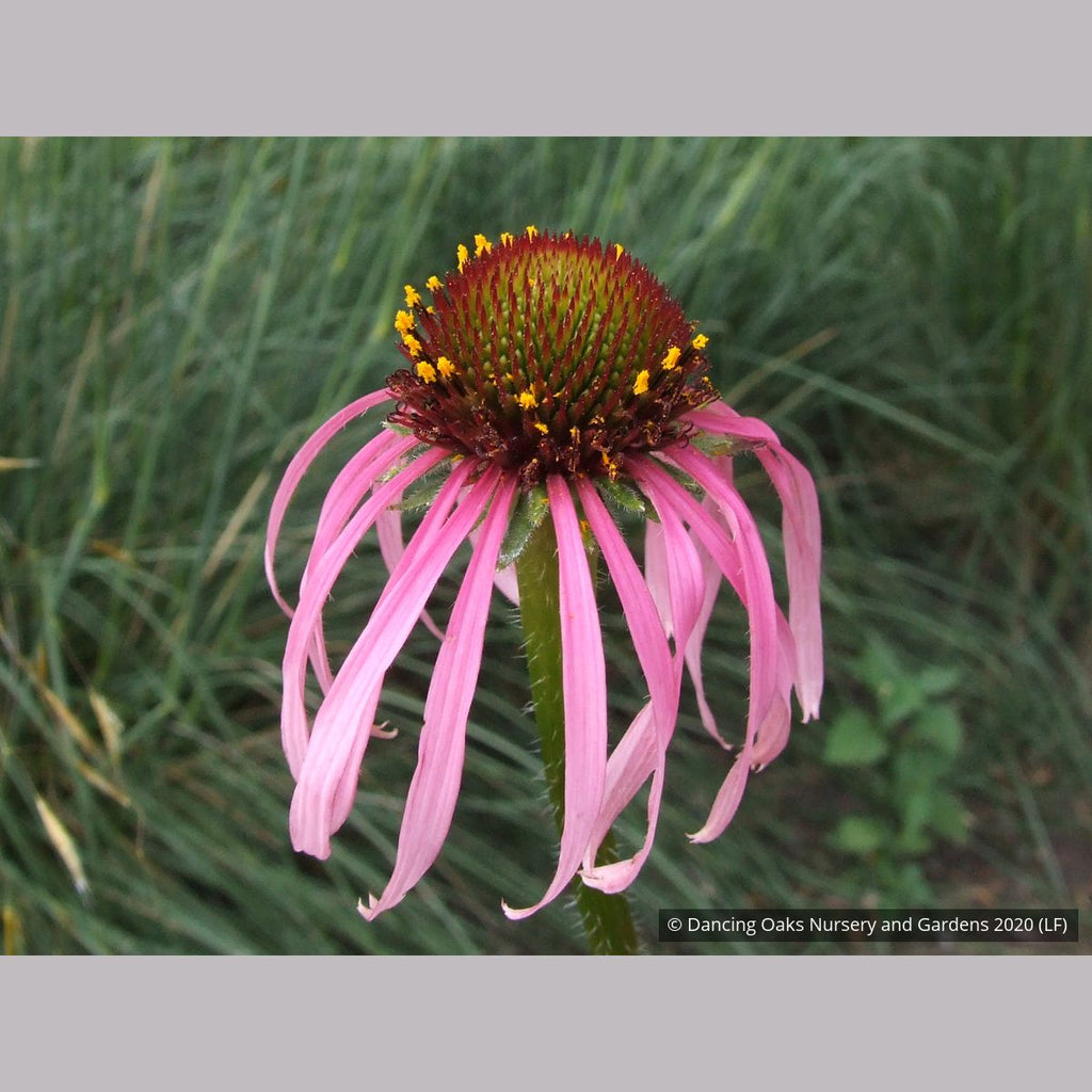 purple coneflower plants for sale