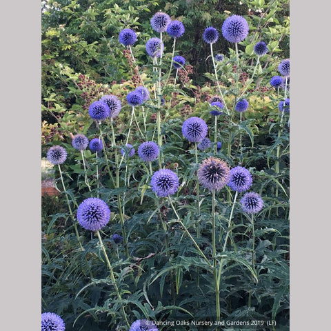  ~ Echinops - Russ Graham selection, Globe Thistle ~ Dancing Oaks Nursery and Gardens ~ Retail Nursery ~ Mail Order Nursery