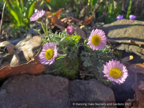  ~ Erigeron compositus 'Dwarf Pink', Cutleaf Daisy ~ Dancing Oaks Nursery and Gardens ~ Retail Nursery ~ Mail Order Nursery