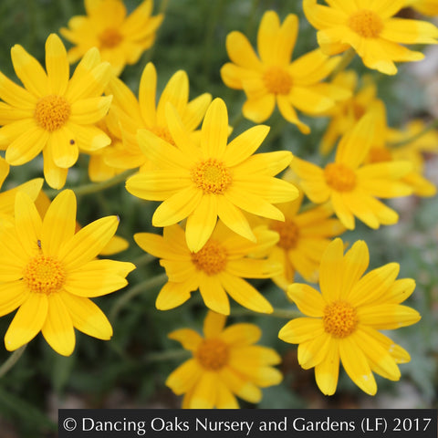  ~ Eriophyllum lanatum 'Takilma Gold', Takilma Gold Oregon Sunshine ~ Dancing Oaks Nursery and Gardens ~ Retail Nursery ~ Mail Order Nursery