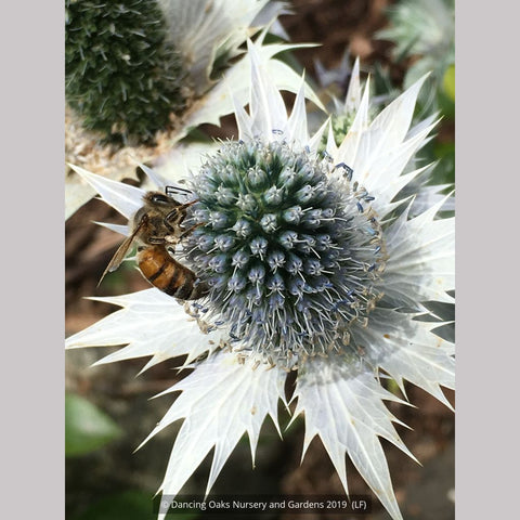 Eryngium giganteum, Miss Wilmott's Ghost Giant Sea Holly – Dancing Oaks