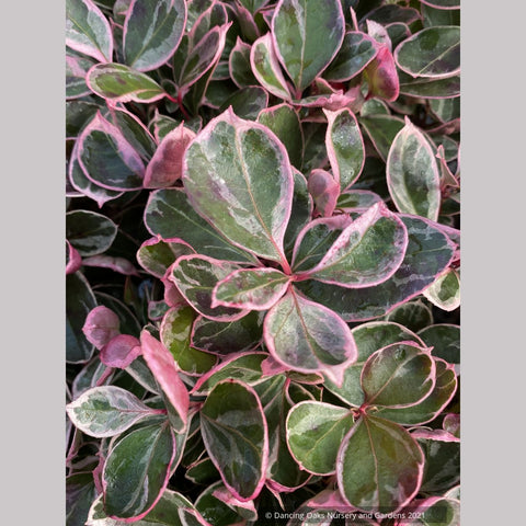  ~ Gaultheria procumbens Winter Splash™, Variegated Wintergreen ~ Dancing Oaks Nursery and Gardens ~ Retail Nursery ~ Mail Order Nursery