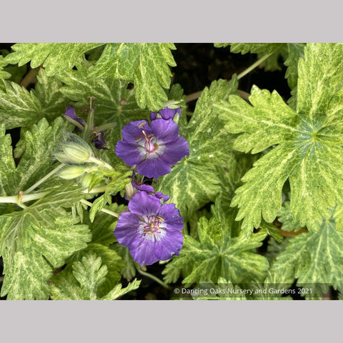 are hardy geraniums poisonous to cats