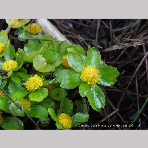  ~ Sanicula epipactis (syn. Hacqueta epipactis), Dwarf Masterwort ~ Dancing Oaks Nursery and Gardens ~ Retail Nursery ~ Mail Order Nursery