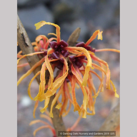  ~ Hamamelis x intermedia 'Jelena', Witch Hazel ~ Dancing Oaks Nursery and Gardens ~ Retail Nursery ~ Mail Order Nursery