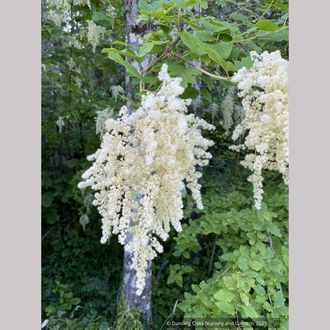  ~ Holodiscus discolor, Ocean Spray ~ Dancing Oaks Nursery and Gardens ~ Retail Nursery ~ Mail Order Nursery