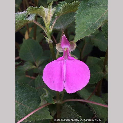  ~ Impatiens apiculata, Tender Impatiens ~ Dancing Oaks Nursery and Gardens ~ Retail Nursery ~ Mail Order Nursery