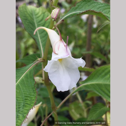  ~ Impatiens arguta 'Alba', White Hardy Impatiens ~ Dancing Oaks Nursery and Gardens ~ Retail Nursery ~ Mail Order Nursery