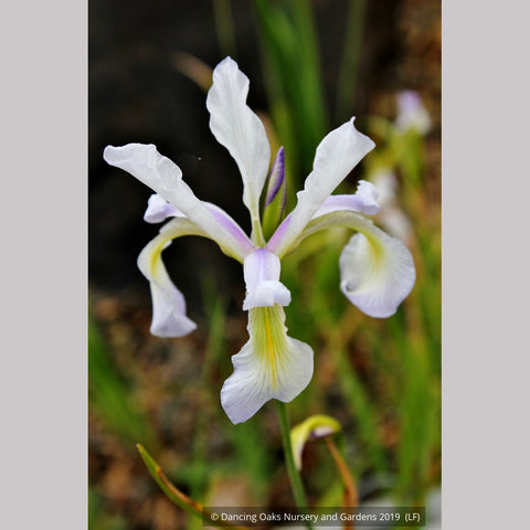  ~ Iris prismatica, Slender Blue Iris ~ Dancing Oaks Nursery and Gardens ~ Retail Nursery ~ Mail Order Nursery