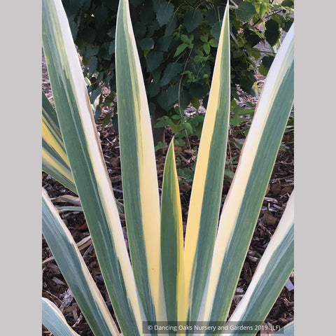  ~ Iris pallida 'Aurea Variegata', Variegated Bearded Iris ~ Dancing Oaks Nursery and Gardens ~ Retail Nursery ~ Mail Order Nursery