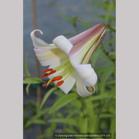  ~ Lilium sargentiae (480sd1996), Sargent's Lily ~ Dancing Oaks Nursery and Gardens ~ Retail Nursery ~ Mail Order Nursery