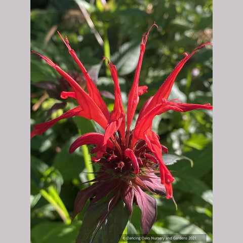  ~ Monarda didyma 'Jacob Cline', Bee Balm ~ Dancing Oaks Nursery and Gardens ~ Retail Nursery ~ Mail Order Nursery