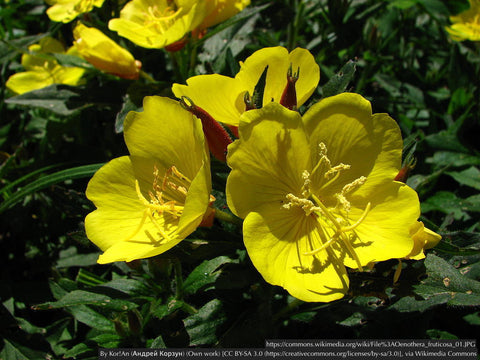  ~ Oenothera fruticosa 'Fireworks', Narrowleaf Evening Primrose/Sundrops ~ Dancing Oaks Nursery and Gardens ~ Retail Nursery ~ Mail Order Nursery