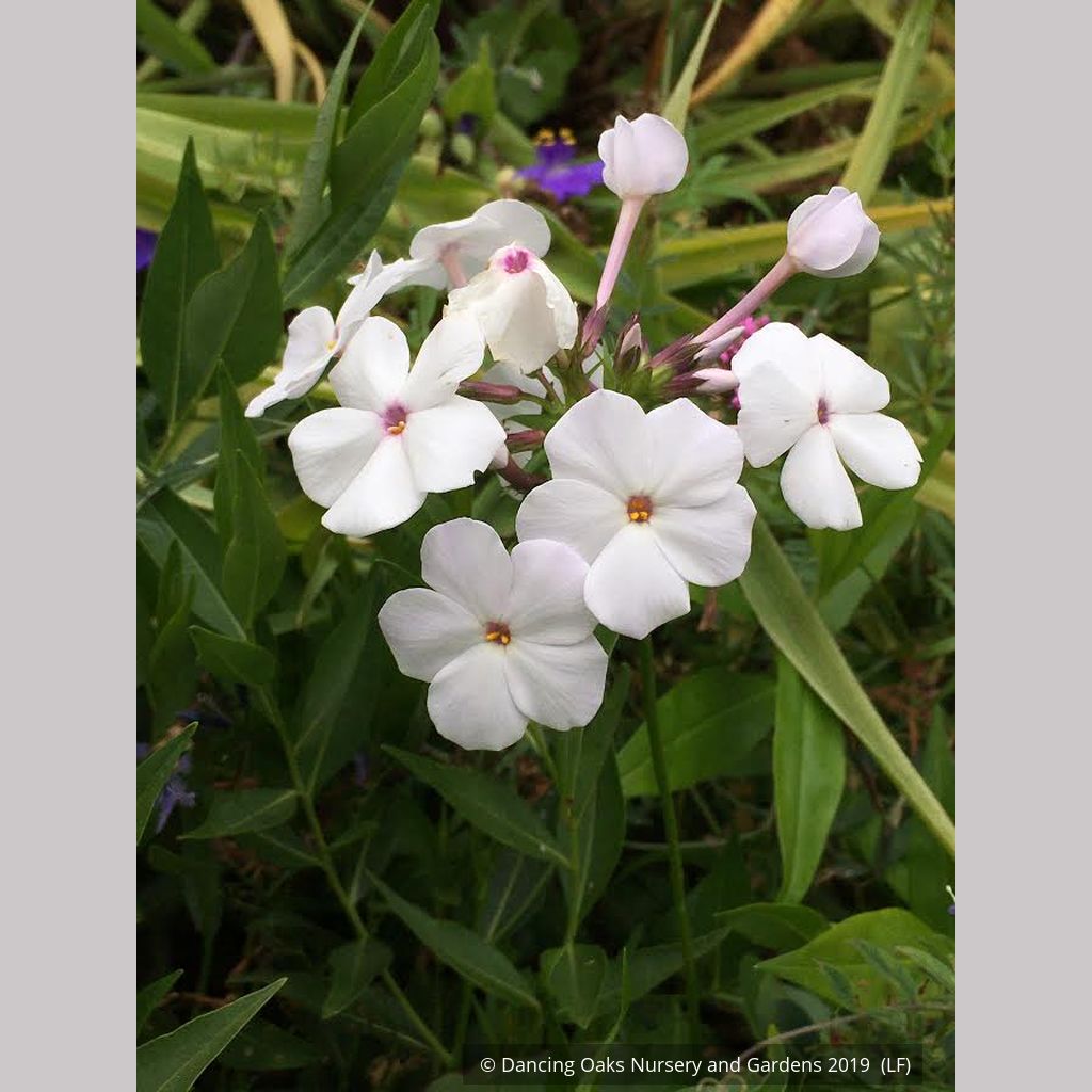 Phlox x 'Minnie Pearl', Minnie Pearl Phlox
