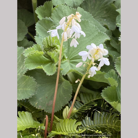 ~ Pteridophyllum racemosum, Fern Leaf Woodland Poppy ~ Dancing Oaks Nursery and Gardens ~ Retail Nursery ~ Mail Order Nursery