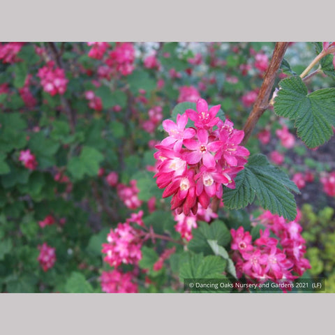  ~ Ribes sanguineum 'Pulborough Scarlet' (syn. 'Pulsbo Red'), Flowering Currant, No shipping DE, MA, ME, MI, NC, NH, NJ, OH, RI, VA, WV ~ Dancing Oaks Nursery and Gardens ~ Retail Nursery ~ Mail Order Nursery