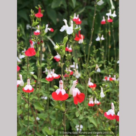  ~ Salvia microphylla 'Hot Lips' ~ Dancing Oaks Nursery and Gardens ~ Retail Nursery ~ Mail Order Nursery