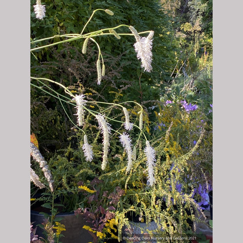  ~ Sanguisorba tenuifolia 'Korean Snow', Burnet ~ Dancing Oaks Nursery and Gardens ~ Retail Nursery ~ Mail Order Nursery